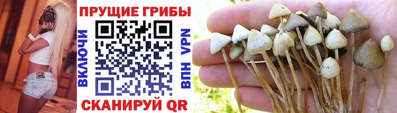 Псилоцибиновые грибы Psilocybe  Купить где  Верхнеуральск 